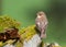 Female Pied Flycatcher - Ficedula hypoleuca at rest.