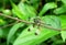 Female Pied Paddy Skimmer Dragonfly, Neurothemis tullia, Sindhudurg,