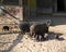 Female pig feeding piglings