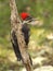 Female Pileated Woodpecker