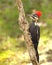 Female Pileated Woodpecker