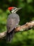 Female Pileated Woodpecker