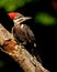 Female pileated woodpecker closeup