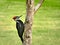 Female pileated woodpecker Dryocopus pileatus perched on tree trunk
