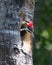 Female pileated woodpecker looking out nest cavity in tree