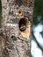 Female pileated woodpecker looking out nesting cavity