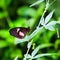 Female Pink Cattleheart butterfly