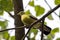 A female pink necked green pigeon, Treron vernans