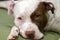 Female pit bull red nose with expressive close-up look