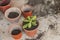 Female planting home plants. Young middle eastern woman planting flower in the pot. Girl gardening. House wife transplanting plant