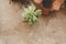 Female planting home plants. Young middle eastern woman planting flower in the pot. Girl gardening. House wife transplanting plant