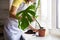 female planting monstera leaf with roots. Home gardening. Greenery at cozy house