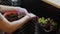 Female planting small cucumber plants to bigger air-pots. Preparation to summer season in garden