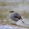 Female Plumbeous Redstart