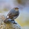 Female Plumbeous Redstart