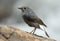 Female Plumbeous Redstart (Rhyacornis fuliginosa)