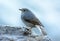 Female Plumbeous Redstart (Rhyacornis fuliginosa)