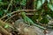 Female Plumed basilisk Basiliscus plumifrons , also called a green basilisk in a forest near La Fortuna, Costa Ri