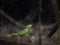 female Plumed Basilisk, Basiliscus plumifrons, sits on a branch above the water. Costa Rica