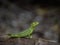 female Plumed Basilisk, Basiliscus plumifrons, sits on a branch above the water. Costa Rica