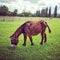 Female Poitou donkey grazing on green pasture