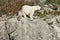 Female polar bear on the wilderness. Wild nature environment