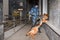 Female police officer with a trained dog sniffs out drugs or bomb in luggage. German shepherd police dog