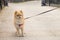 A Female Pomerania dog watching other dogs