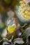 Female Portrait of Green-tailed Sunbird