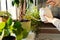 Female pour water in flower pot with indoor houseplant on windowsill working with plants as hobby