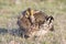 Female Prairie Chicken