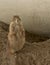 Female Prairie Dog standing on ridge soil