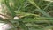 Female praying mantis laying egg sacs on the blade of grass