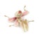 Female praying mantis, orchid mantis, isolated