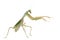 Female Praying Mantis, Rhombodera Basalis