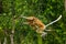 The female proboscis monkey with a baby of jumping from tree to tree in the jungle. Indonesia. The island of Borneo Kalimantan.