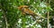 The female proboscis monkey with a baby of jumping from tree to tree in the jungle. Indonesia. The island of Borneo Kalimantan.