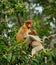 The female proboscis monkey with a baby sits on a tree in the jungle. Indonesia. The island of Borneo Kalimantan.