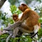 The female proboscis monkey with a baby sits on a tree in the jungle. Indonesia. The island of Borneo Kalimantan.