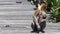 Female Proboscis monkey with a baby sitting on the feeding platform in Labuk Bay, Sabah, Borneo, Malaysia