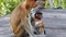 Female Proboscis monkey with a baby sitting on the feeding platform in Labuk Bay, Sabah, Borneo, Malaysia