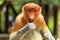 Female Proboscis Monkey feeding