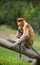 Female Proboscis Monkey with Juvenile - Sandakan, Borneo, Malay