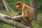 Female Proboscis Monkey with Juvenile - Sandakan, Borneo, Malay