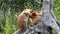 Female Proboscis monkey Nasalis larvatus with a baby sitting on a tree in Labuk Bay, Sabah, Borneo, Malaysia