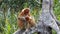 Female Proboscis monkey Nasalis larvatus with a baby sitting on a tree in Labuk Bay, Sabah, Borneo, Malaysia