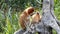 Female Proboscis monkey Nasalis larvatus with a baby sitting on a tree in Labuk Bay, Sabah, Borneo, Malaysia