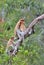 A female proboscis monkey Nasalis larvatus feeding a cub on the tree