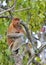 A female proboscis monkey Nasalis larvatus feeding a cub on the tree in a natural habitat.