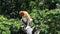 Female Proboscis monkey Nasalis larvatus sitting on a tree in Labuk Bay, Sabah, Borneo, Malaysia